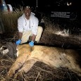 sam_lion_capture.jpg